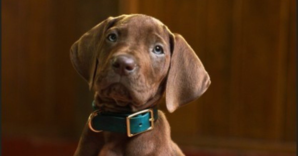 Netflix cambió para siempre a Scooby-Doo: así luce el famoso perro en su nueva serie