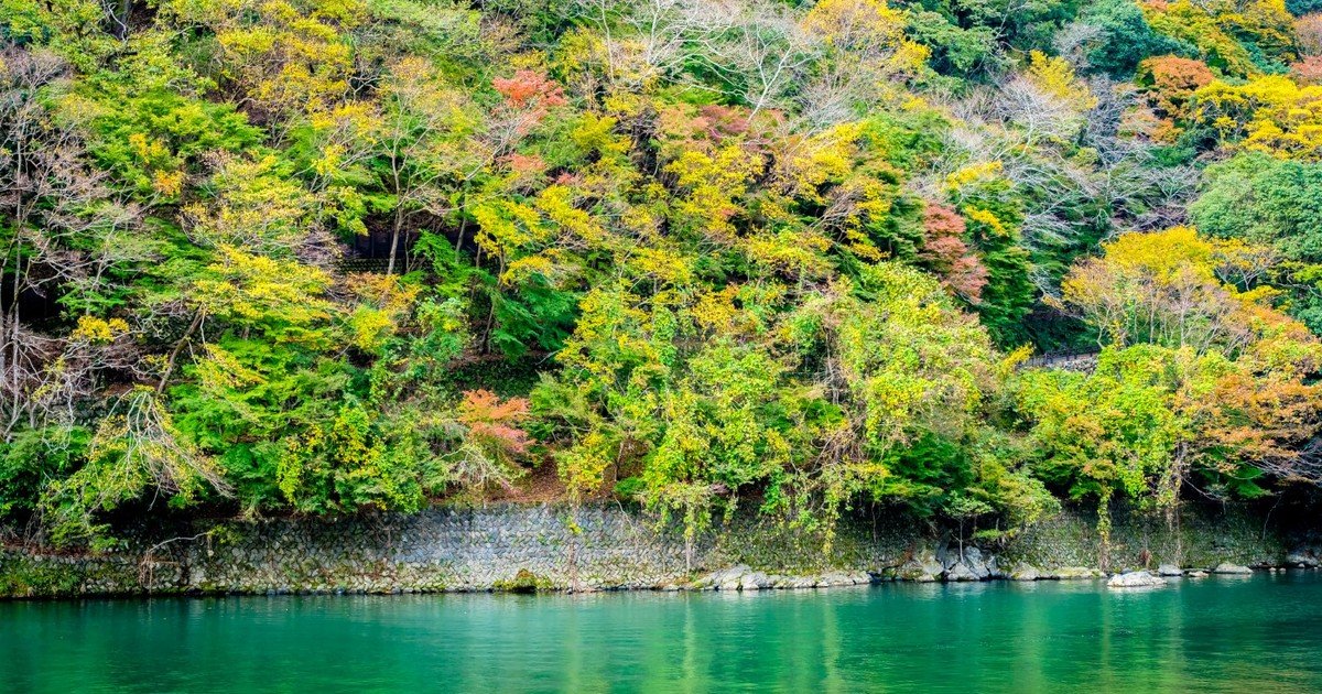 Qué es el método Miyawaki: la práctica japonesa que llegó a EE.UU. para crear microbosques urbanos