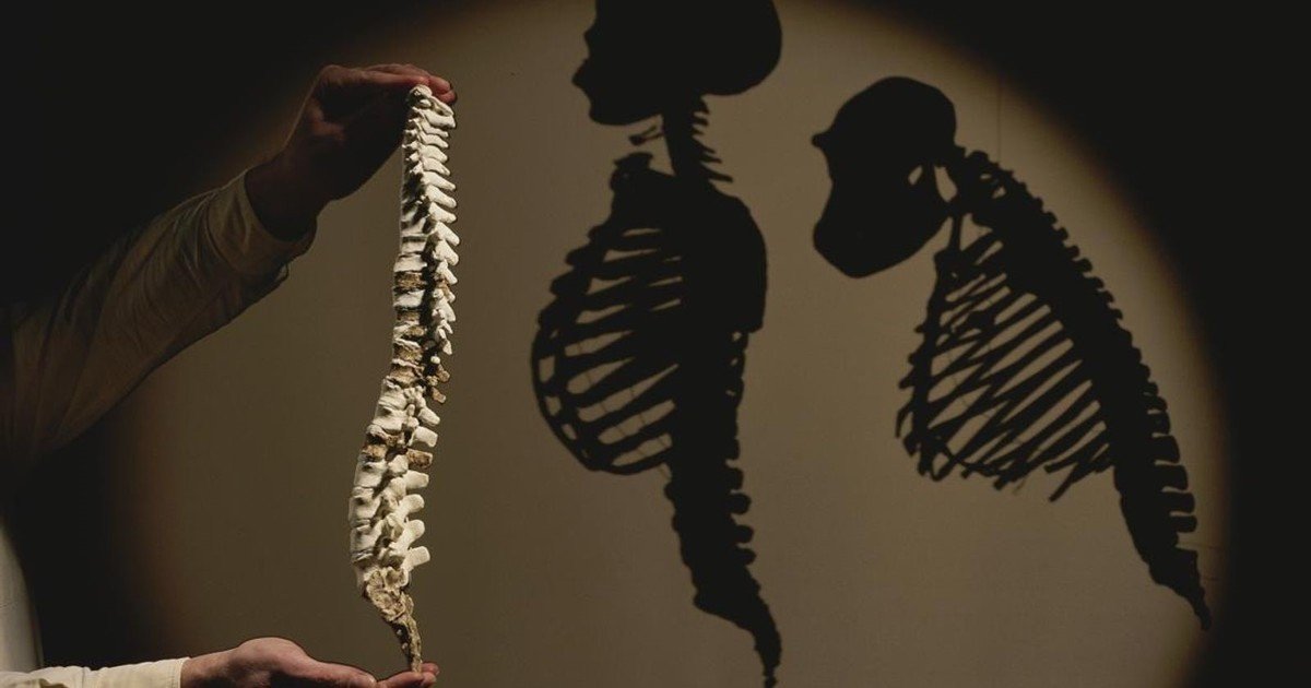 Ni perfecto ni eficiente: los "fallos de diseño" que la evolución dejó en el cuerpo humano