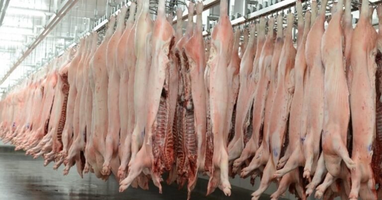 El sector porcino, entre el crecimiento de las exportaciones y una rentabilidad condicionada por las importaciones desde Brasil