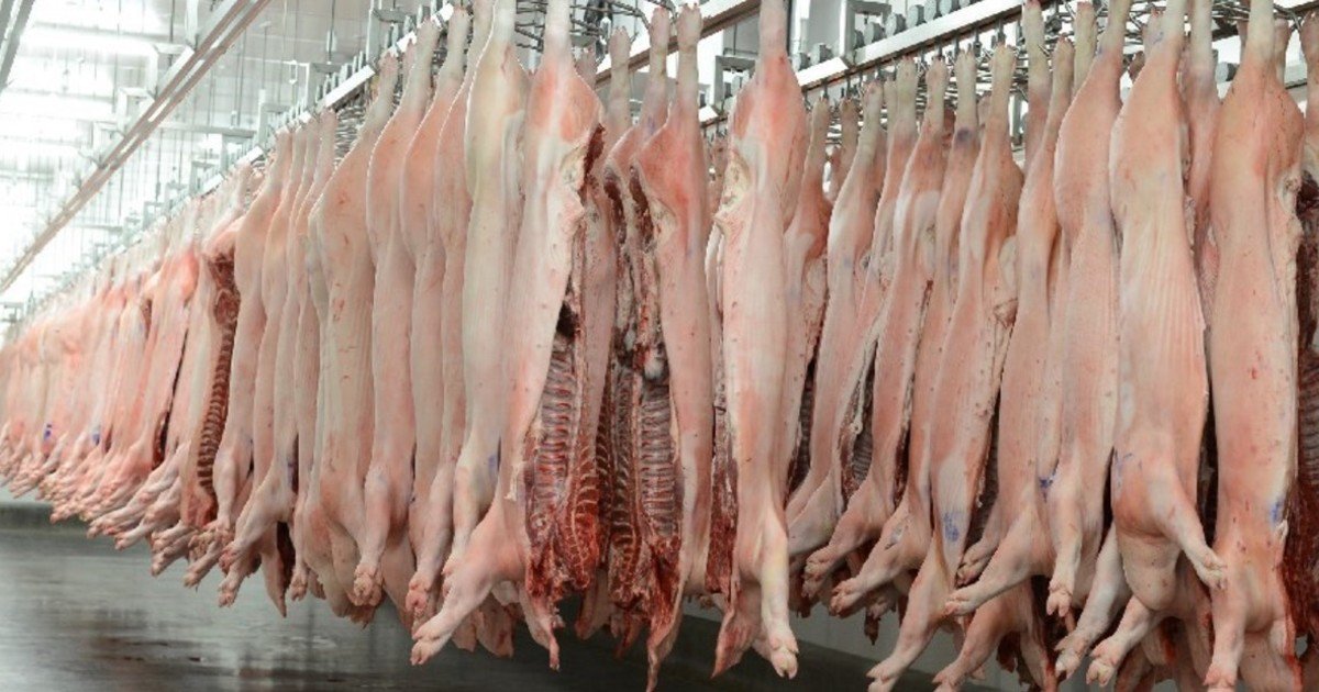 El sector porcino, entre el crecimiento de las exportaciones y una rentabilidad condicionada por las importaciones desde Brasil