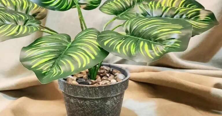 No es la lengua de suegra: 15 plantas en maceta que sobreviven en espacios con sombra