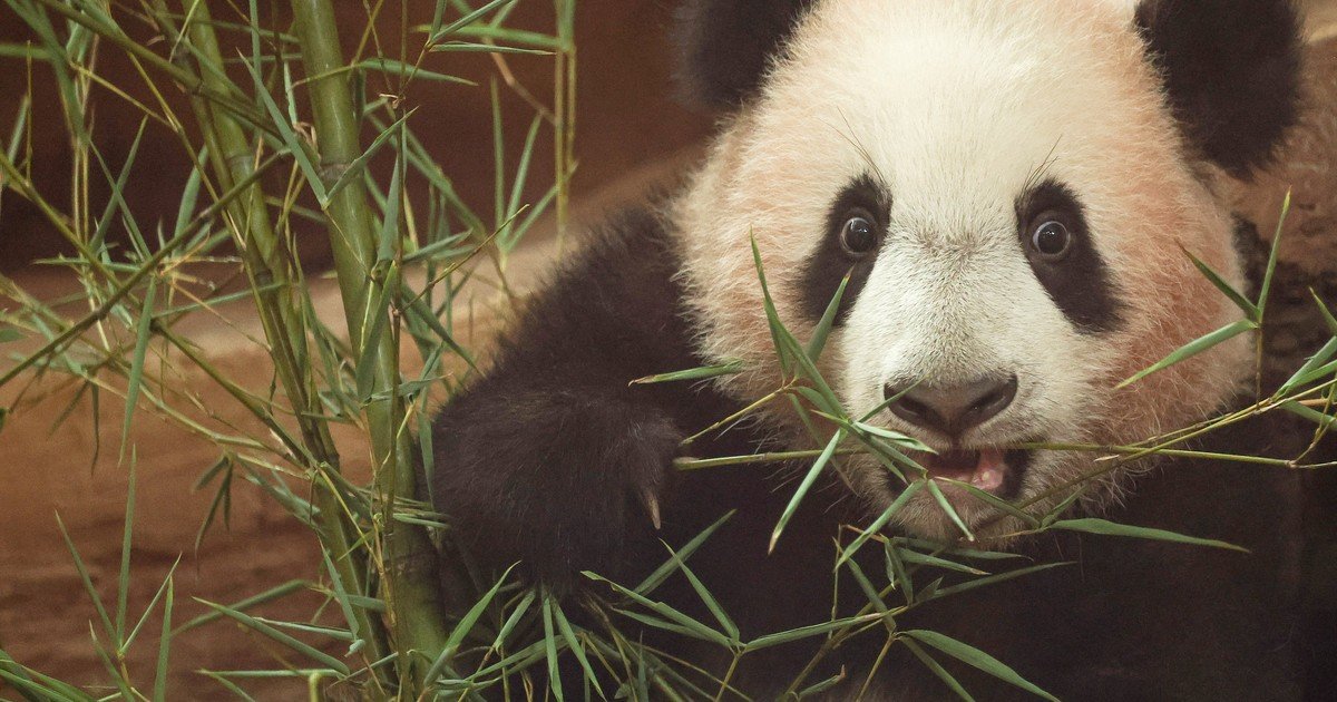 "Rio", el primer oso panda gigante nacido en Indonesia: pesa 13,7 kilos, ya interactúa con su madre y juega a las escondidas