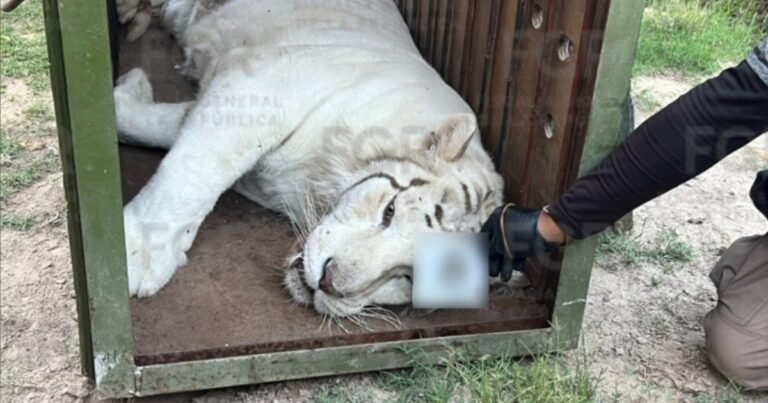 Tigres de Bengala, 32 caballos, ponys, y hasta un burro fueron rescatados de un rancho mexicano: las excentricidades de un capo narco