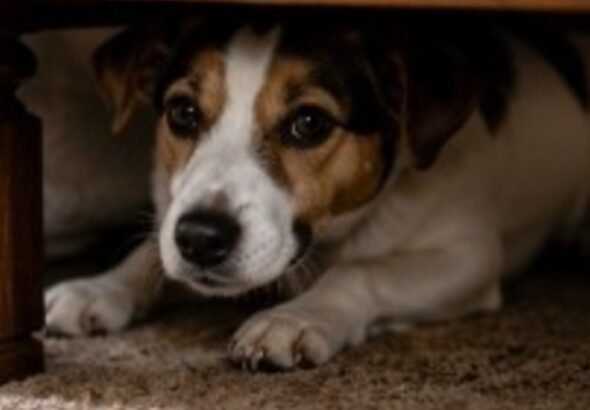 Las señales que podrían indicar que tu perro está enojado con vos