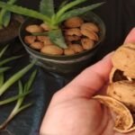Cáscaras de nuez en las macetas: para qué sirve y por qué recomiendan poner en la tierra