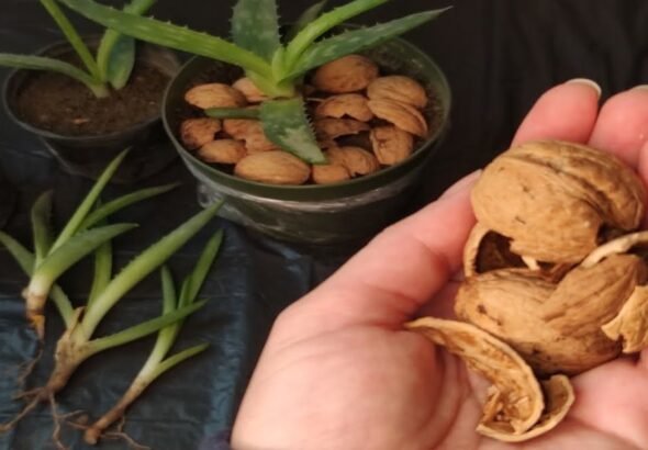 Cáscaras de nuez en las macetas: para qué sirve y por qué recomiendan poner en la tierra