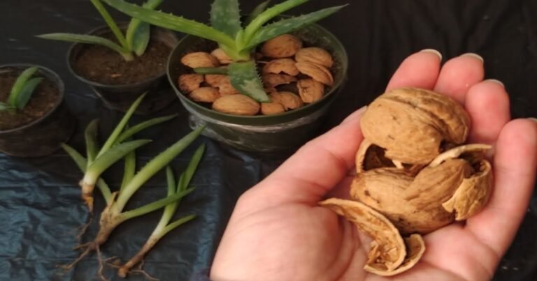 Cáscaras de nuez en las macetas: para qué sirve y por qué recomiendan poner en la tierra