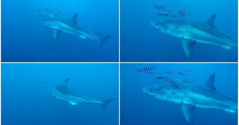 Hallazgo histórico en el Mediterráneo: captan un tiburón blanco adulto por primera vez