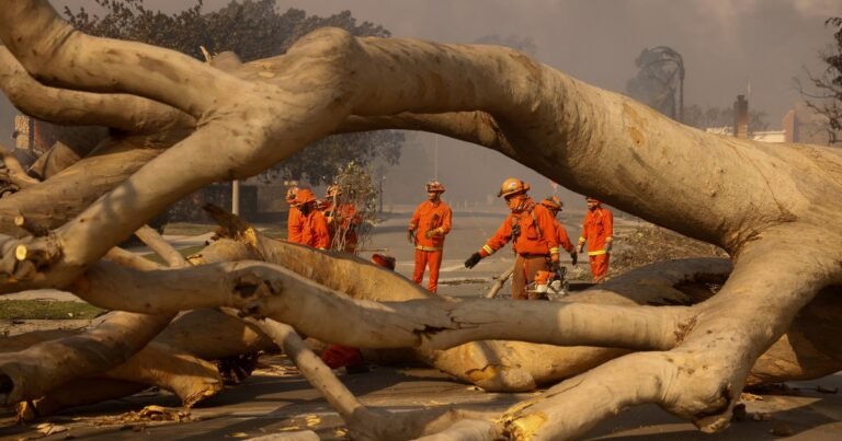 Los árboles muertos que podrían servir para reducir la contaminación