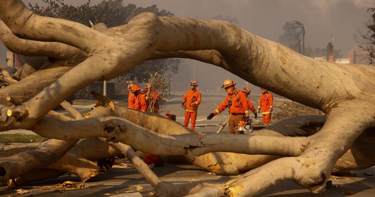 Los árboles muertos que podrían servir para reducir la contaminación