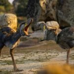 Un fósil de 25.000 años cambia la historia de las aves del terror: los gigantes de 3 metros pudieron convivir con los primeros humanos en Sudamérica