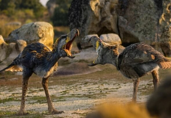 Un fósil de 25.000 años cambia la historia de las aves del terror: los gigantes de 3 metros pudieron convivir con los primeros humanos en Sudamérica