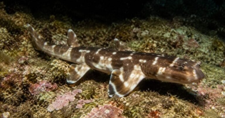 Hallaron una nueva especie de un extraño tiburón que camina sobre sus aletas