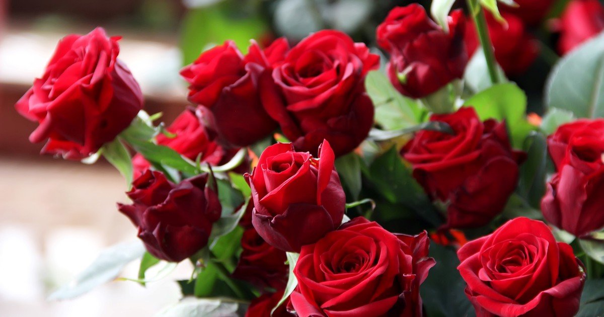 ¿Sos fan de las rosas rojas?: qué significa según los expertos y cómo impacta en tu personalidad