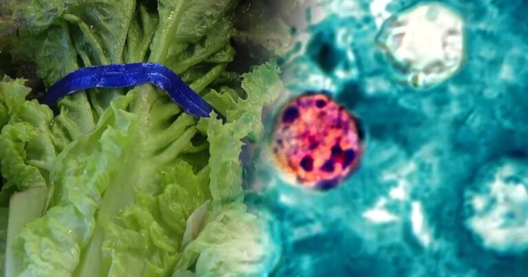 ¡No la coman! | Una lechuga de México vendida en Taco Bell sería la causante del brote de Cyclospora en EE. UU.