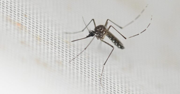 Doctor Rohit Lakhwani, zoólogo: "Tenemos evidencias de que los mosquitos están desarrollando resistencia a los insecticidas"