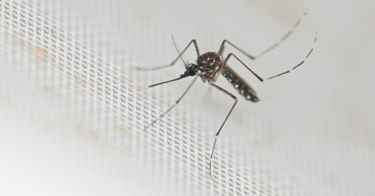 Doctor Rohit Lakhwani, zoólogo: "Tenemos evidencias de que los mosquitos están desarrollando resistencia a los insecticidas"