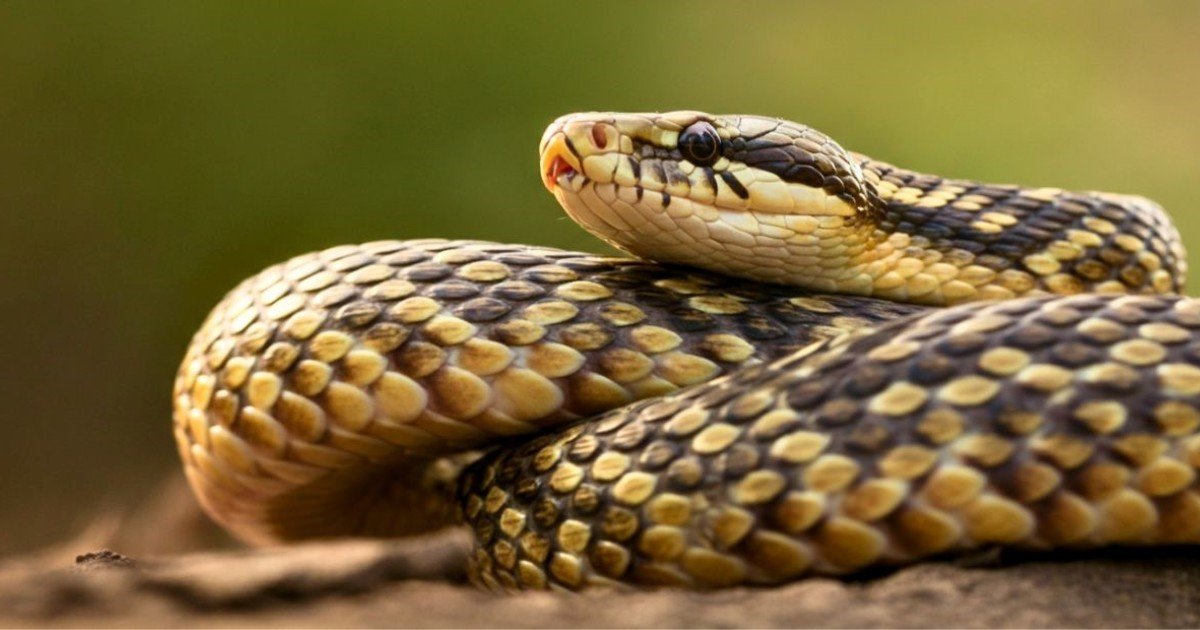 Qué significa el proverbio nigeriano: "Quien fue mordido por una serpiente vive con miedo a los gusanos"