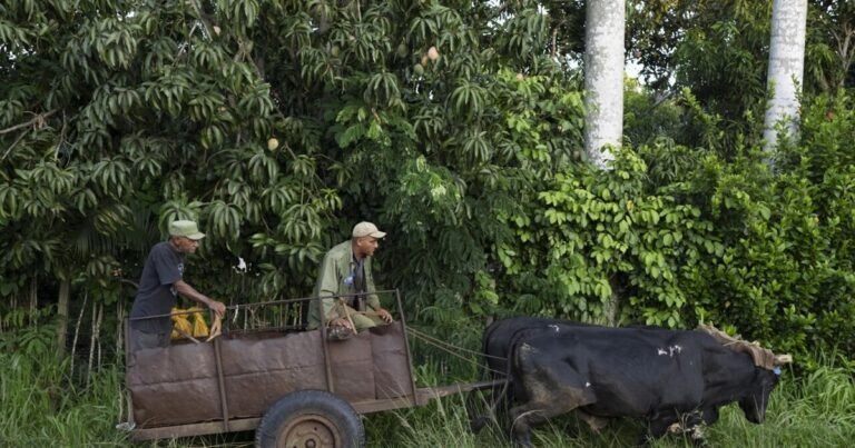 Del tractor al buey: el campo de Cuba se adapta a la falta de combustible