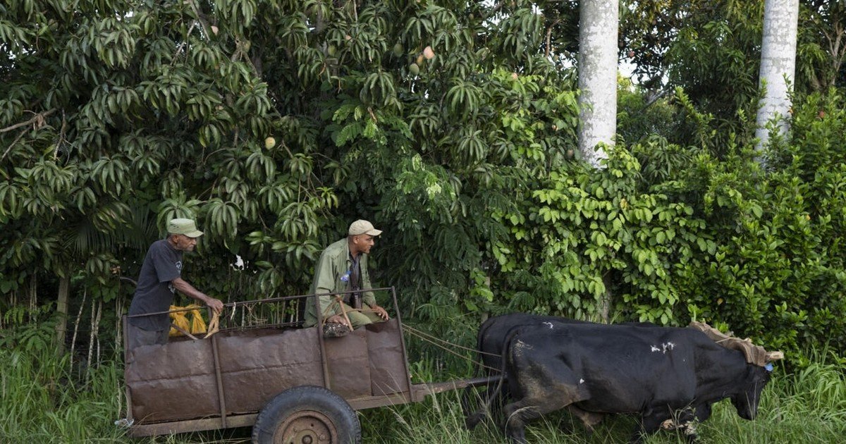 Del tractor al buey: el campo de Cuba se adapta a la falta de combustible