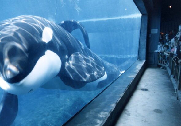 Liberen a Willy: todo lo que se sabe del regreso del clásico filme con la orca que fue un éxito en todo el mundo
