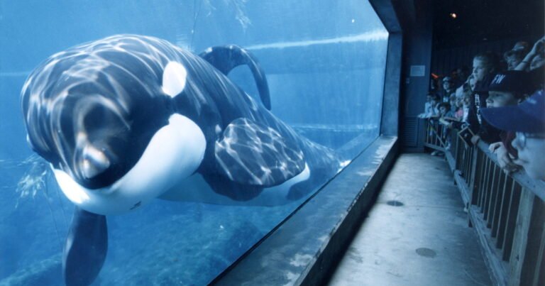 Liberen a Willy: todo lo que se sabe del regreso del clásico filme con la orca que fue un éxito en todo el mundo