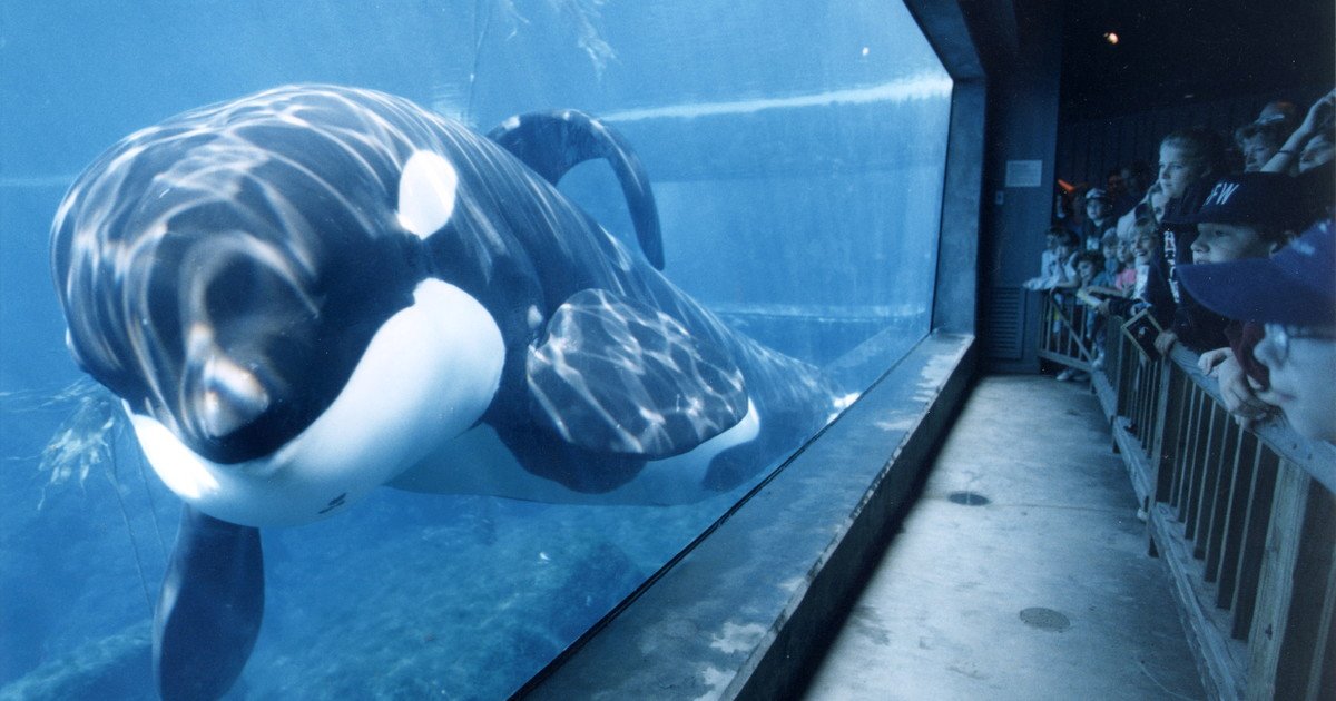 Liberen a Willy: todo lo que se sabe del regreso del clásico filme con la orca que fue un éxito en todo el mundo