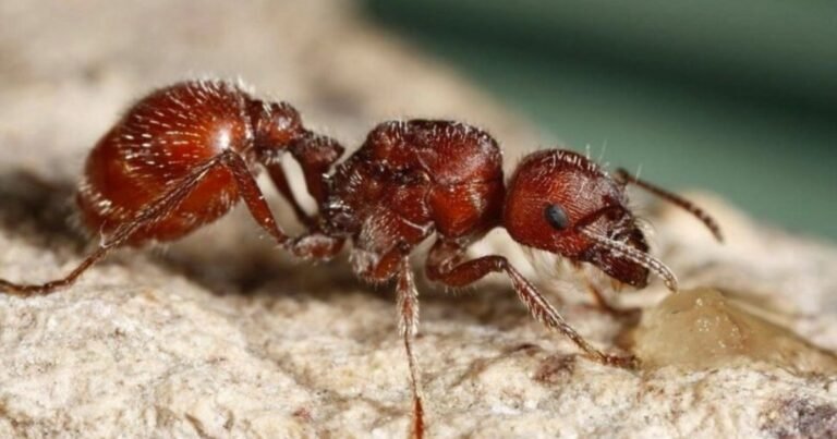 Los científicos no dan crédito: así logró Texas contener la invasión de las hormigas rojas, una de las peores plagas de su historia