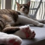 "Muy especial y dulce": así es Toby Henderson, el gato que tiene 28 dedos y batió un récord mundial