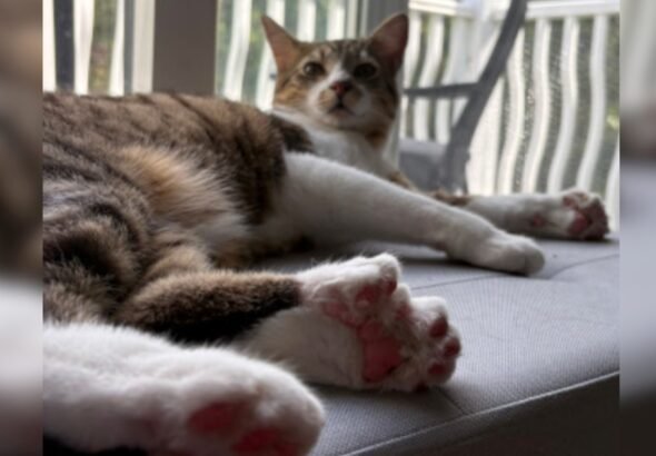 "Muy especial y dulce": así es Toby Henderson, el gato que tiene 28 dedos y batió un récord mundial