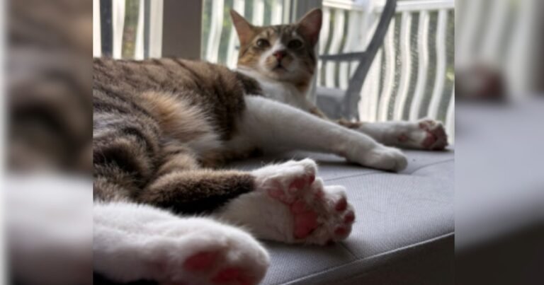 "Muy especial y dulce": así es Toby Henderson, el gato que tiene 28 dedos y batió un récord mundial
