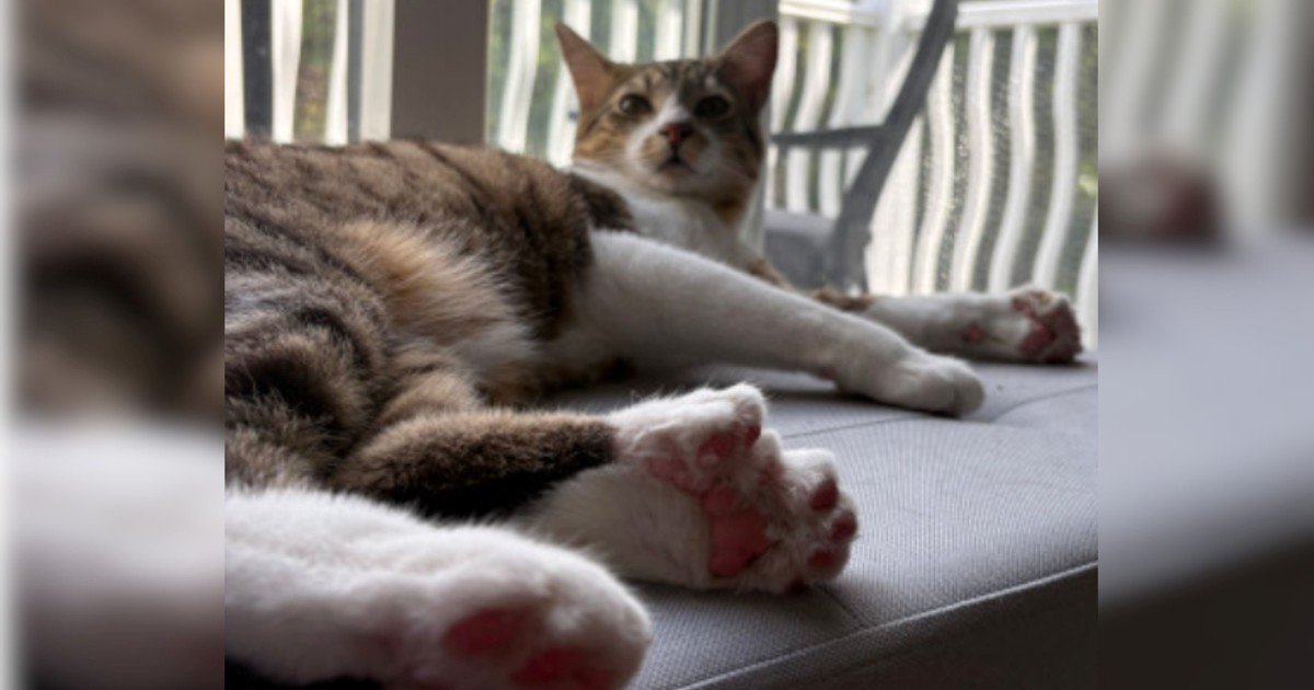 "Muy especial y dulce": así es Toby Henderson, el gato que tiene 28 dedos y batió un récord mundial