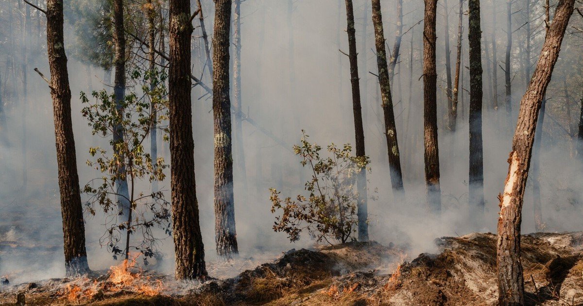 Cuarta ola de calor en Francia, 42 grados y el fuego que no cede: despliegan 2.200 bomberos en Gironda