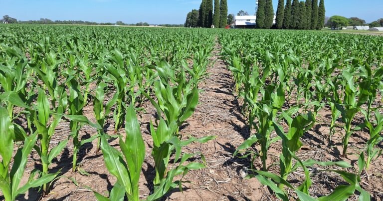Maíz: claves para producir más con
eficiencia agronómica y económica