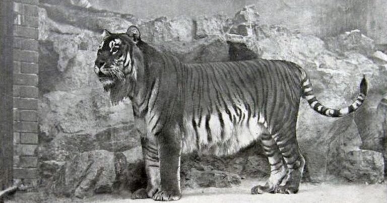 Animales extintos: el "tigre con barba" que mató a un león en el coliseo romano