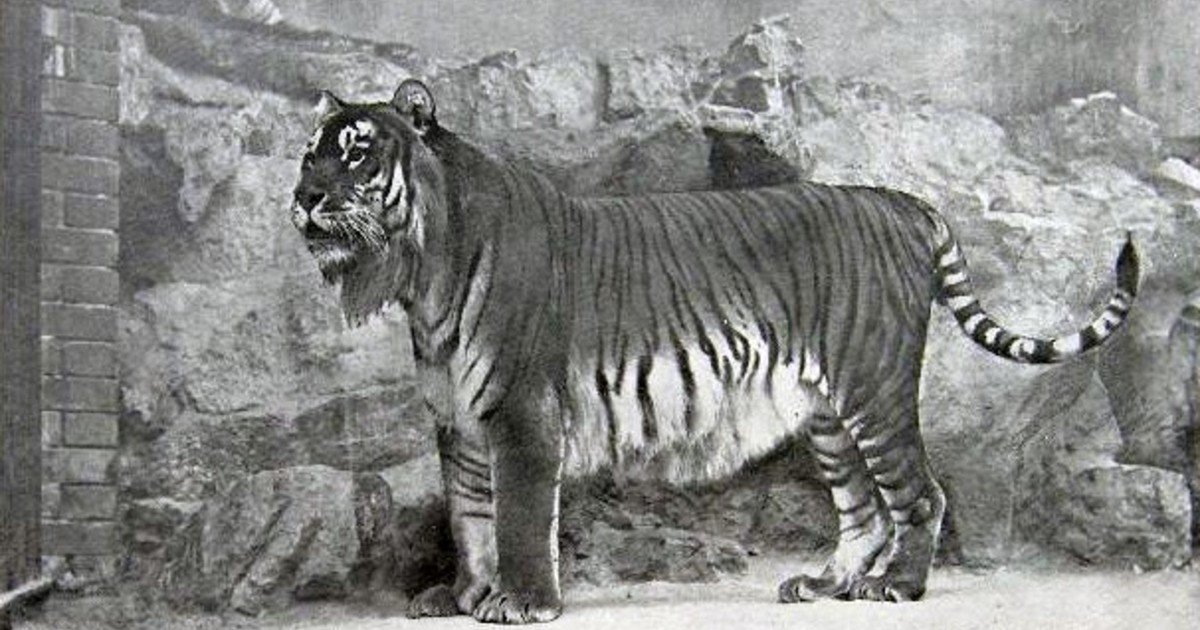 Animales extintos: el "tigre con barba" que mató a un león en el coliseo romano