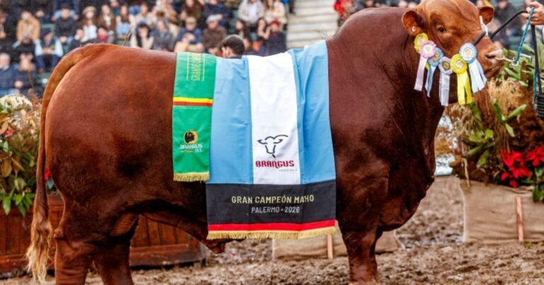 "Gran momento": una cabaña de Córdoba hizo historia en la raza Brangus con un doblete en la Expo Rural de Palermo