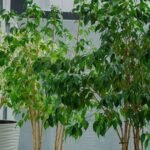 Diego Olivares, paisajista: “Si tu ficus tiene las hojas amarillas, te está pidiendo una maceta más grande”