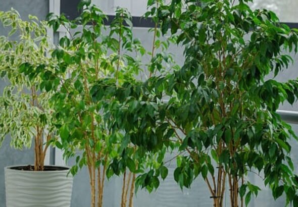 Diego Olivares, paisajista: “Si tu ficus tiene las hojas amarillas, te está pidiendo una maceta más grande”