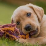 Laura Muñoz, oftalmóloga veterinaria, sobre el mito de que los perros ven en blanco y negro: “Distinguen azules y amarillos; pero los rojos y verdes les cuestan muchísimo”