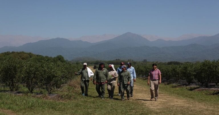 UATRE reclama una recomposición salarial y advierte que la reforma laboral dejó a los trabajadores rurales en desventaja