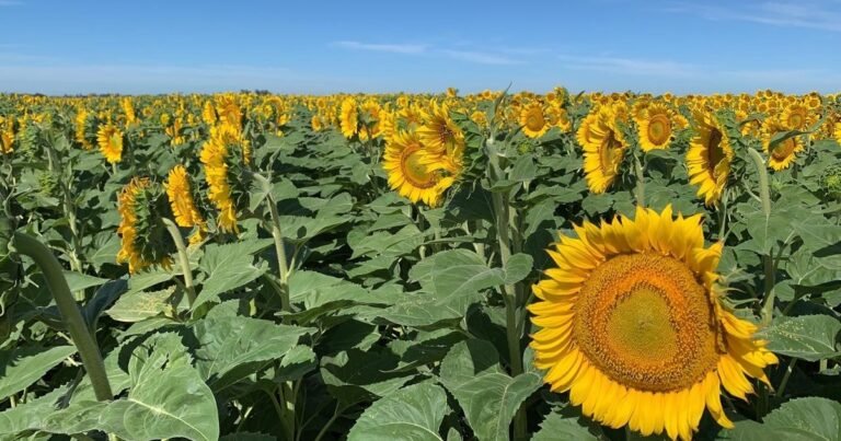 "Escenario optimista: el girasol marcaría un nuevo récord de siembra aunque preocupa el clima