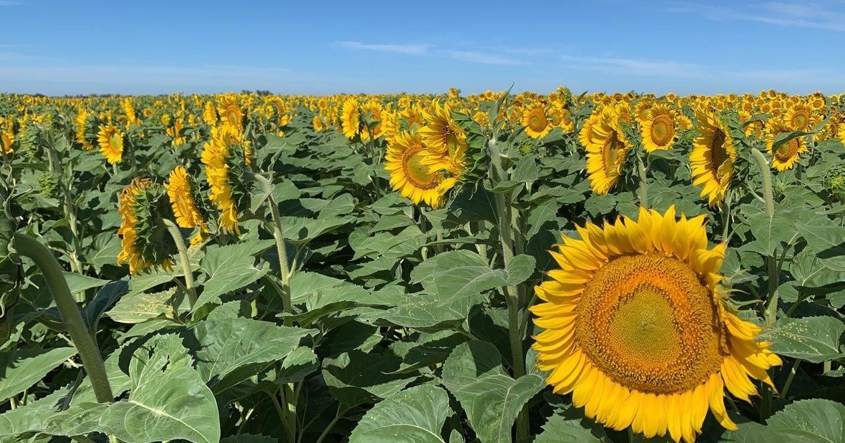"Escenario optimista: el girasol marcaría un nuevo récord de siembra aunque preocupa el clima
