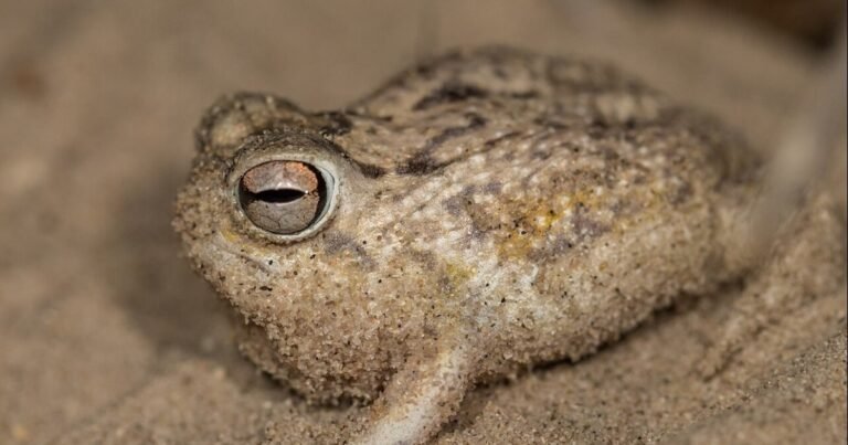 La minería y el comercio de mascotas están terminando con las últimas "ranas gritonas"