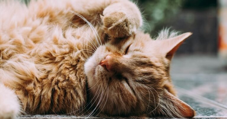Carlos Gutiérrez, veterinario, sobre dejar a los gatos solos en vacaciones: "Sólo un pequeño porcentaje sufre ansiedad por separación"