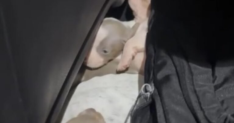Incautaron 12 perros salchicha que llevaban escondidos en un auto desde Entre Ríos a Uruguay