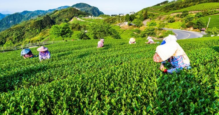Un rincón poco conocido de Taiwán: se llega en tren de alta velocidad y propone un viaje en el tiempo entre templos y té de alta montaña