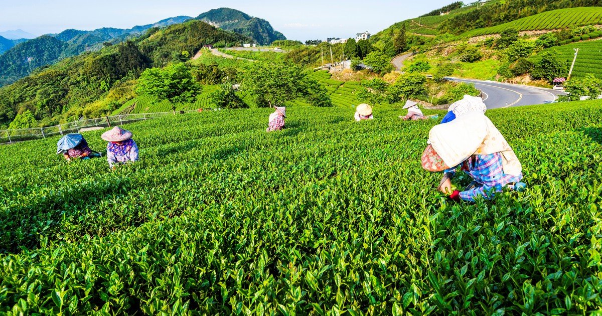 Un rincón poco conocido de Taiwán: se llega en tren de alta velocidad y propone un viaje en el tiempo entre templos y té de alta montaña