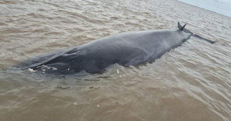 Alerta en San Isidro por una ballena que quedó varada en pleno Río de la Plata